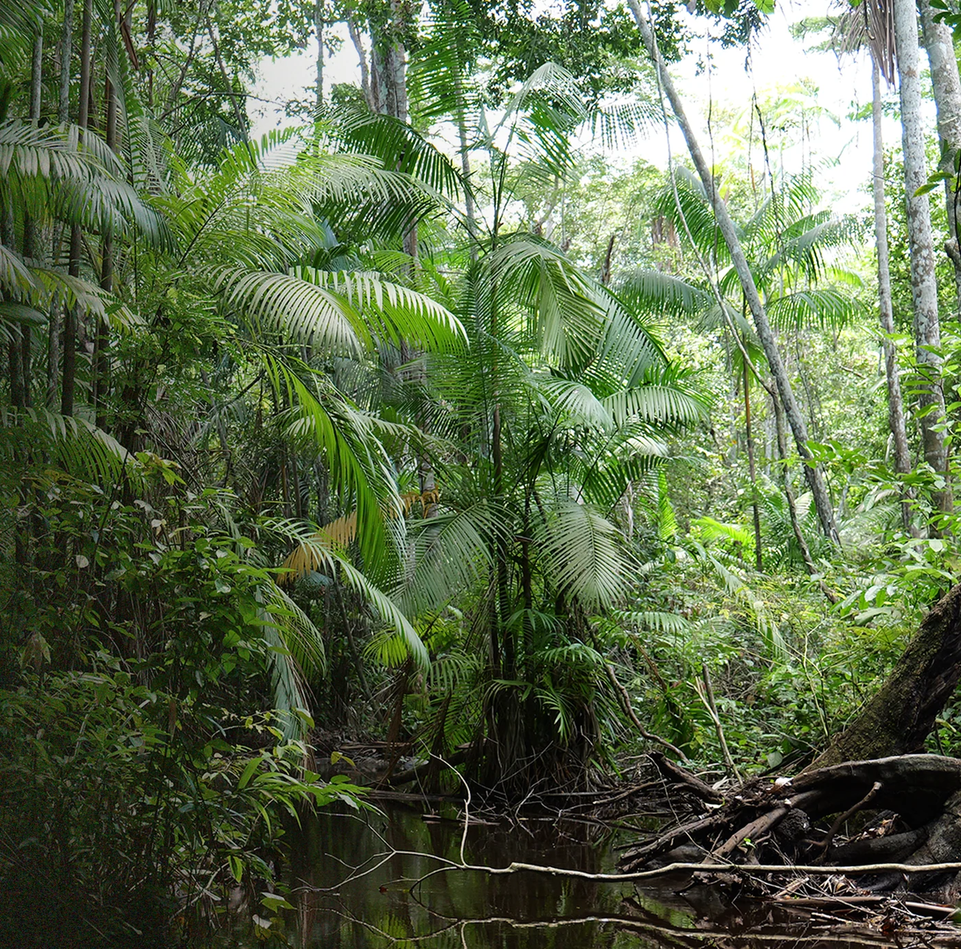 Dense forest with palm trees and a stream