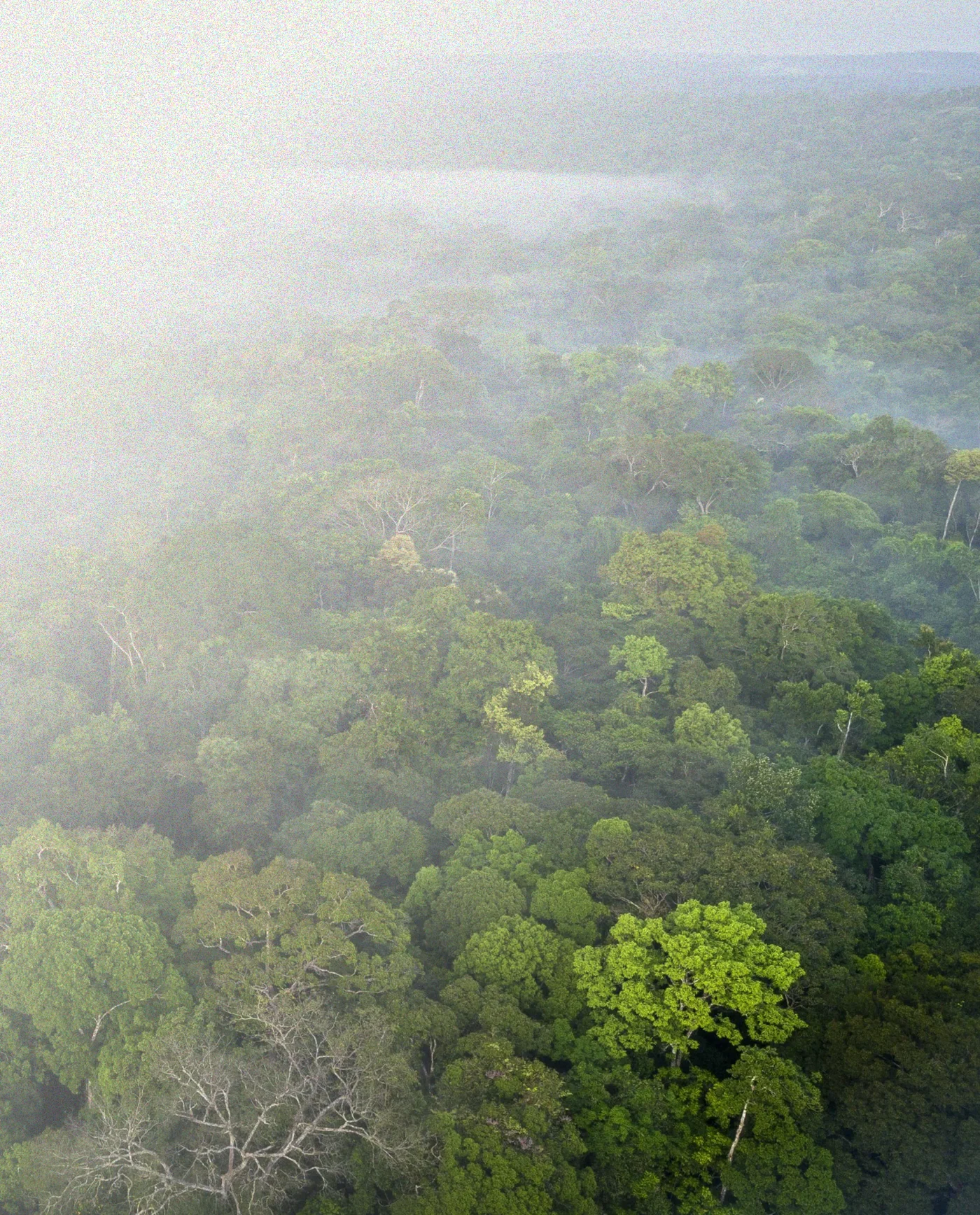 Forest seen from above, covered in mist