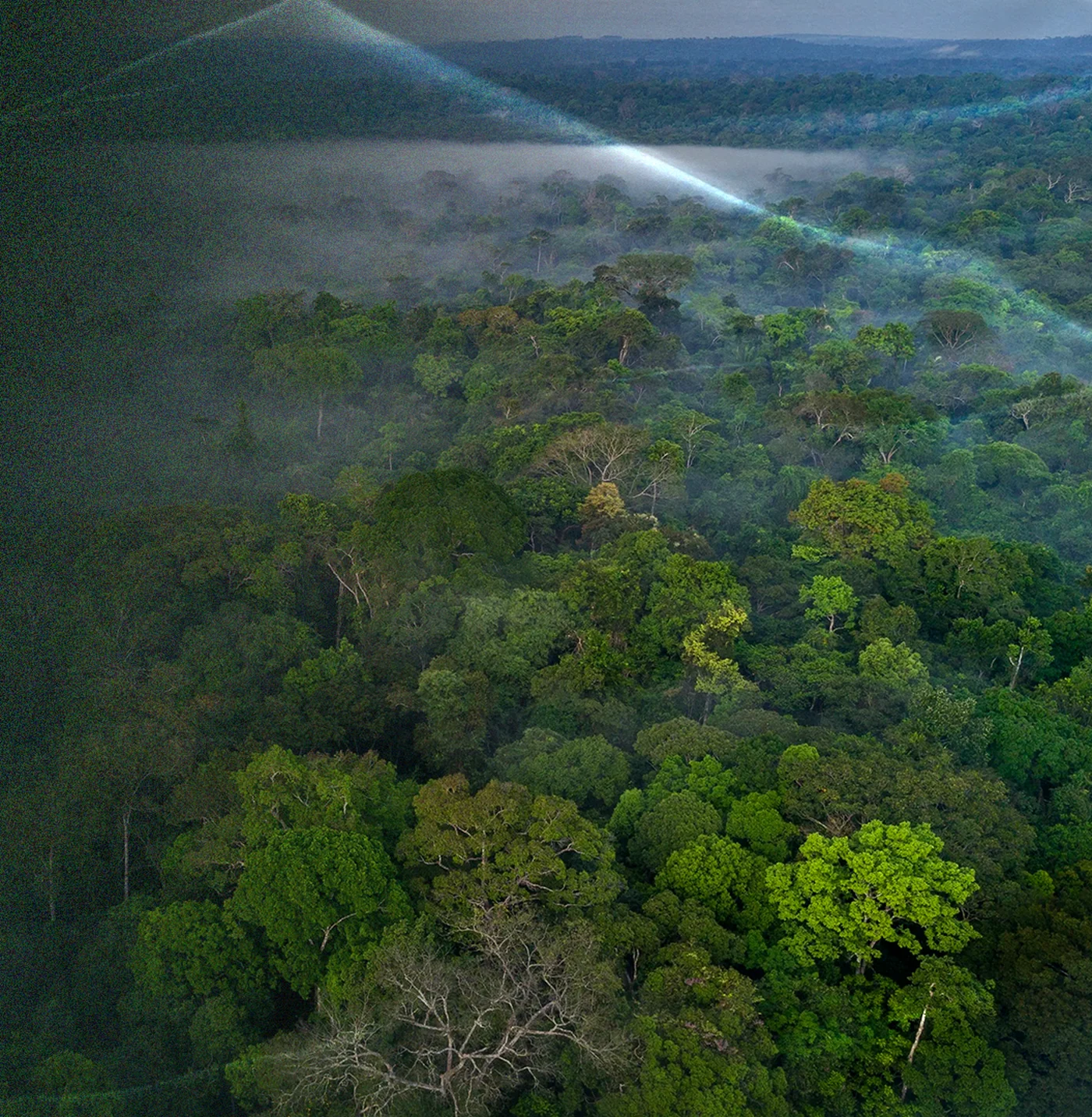 Amazon rainforest canopy seen from above, with a ray of sunlight