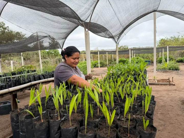 No viveiro, cada muda de palmeira nativa recebe cuidado diário.
