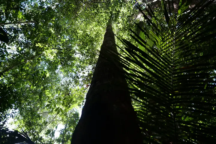 Tronco de uma árvore grande, visto de baixo.