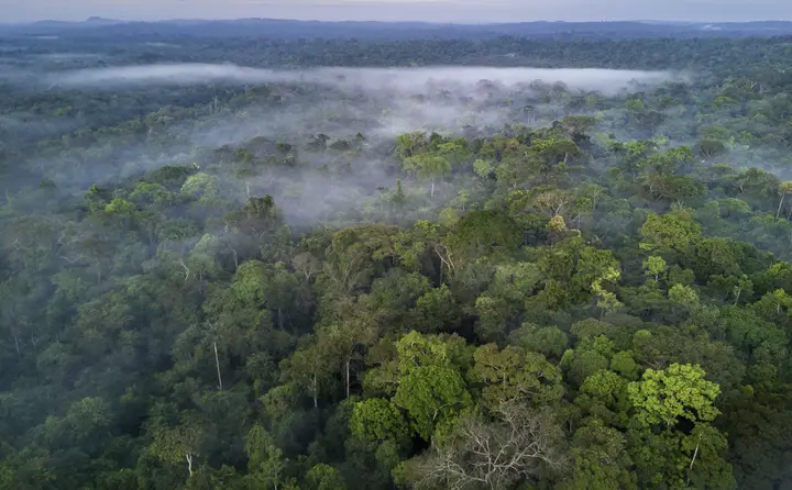 Floresta coberta de neblina.