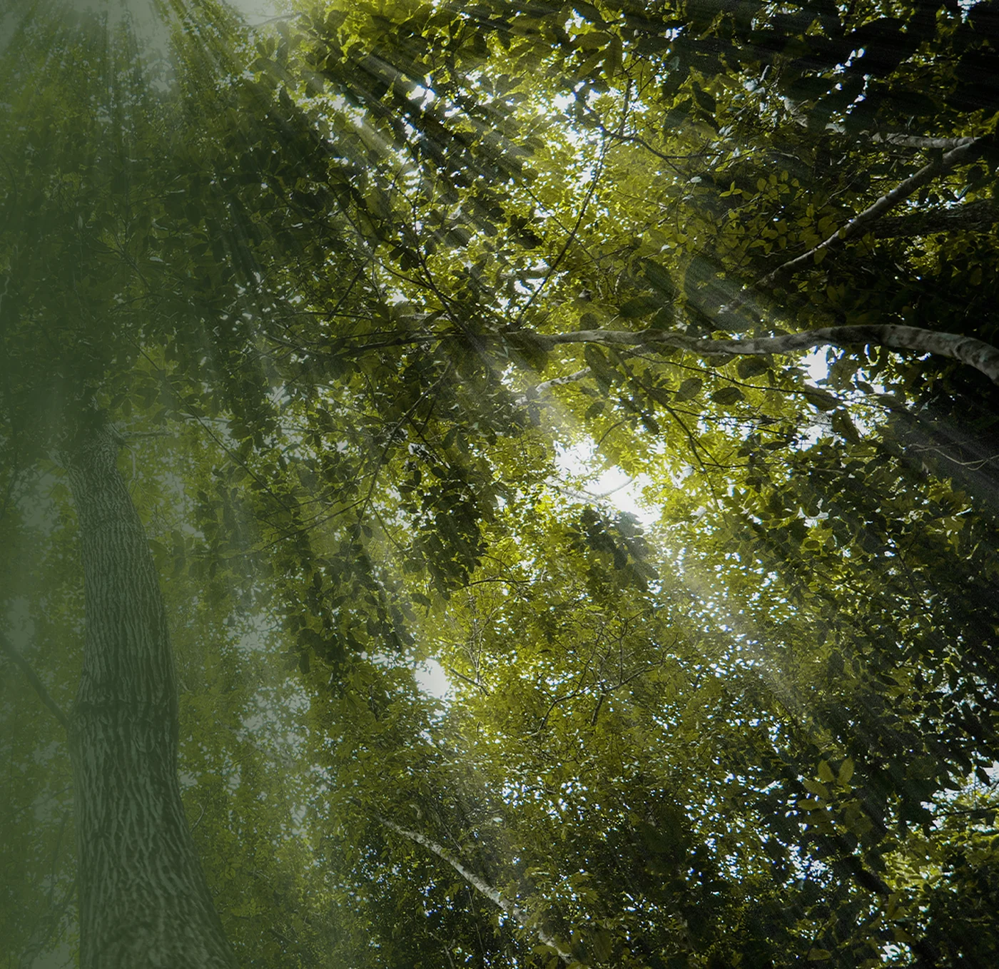 Sunlight shining through the treetops, seen from below